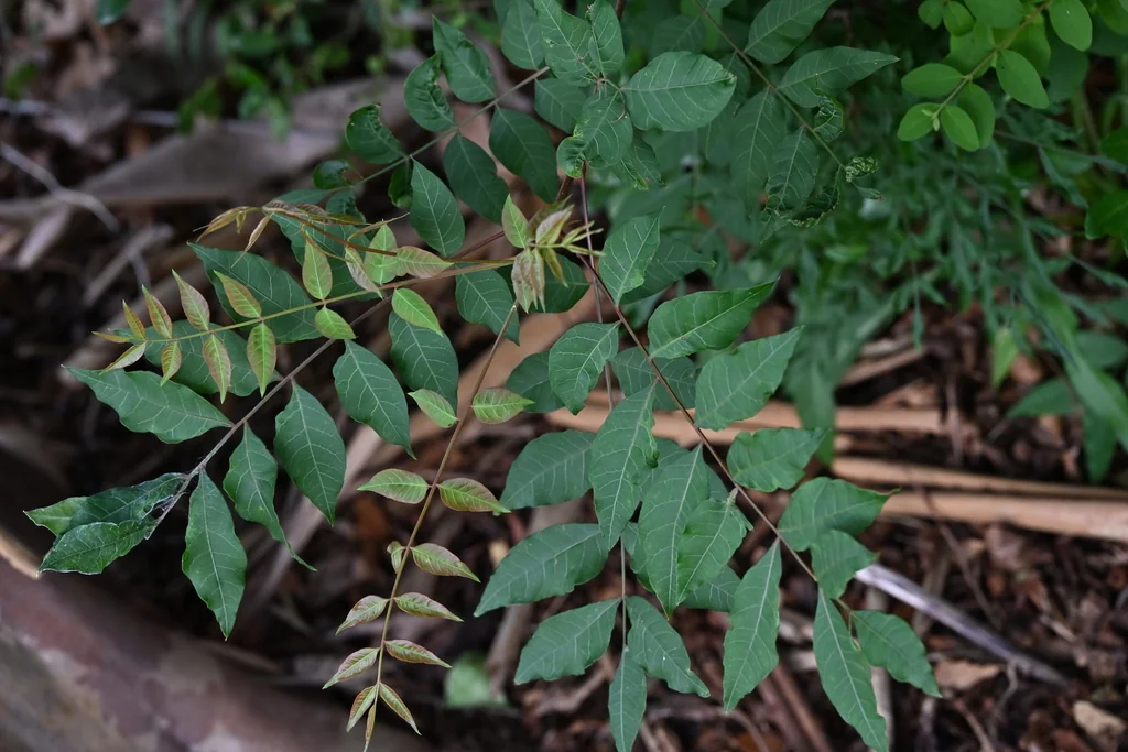 Pistacia Chinensis