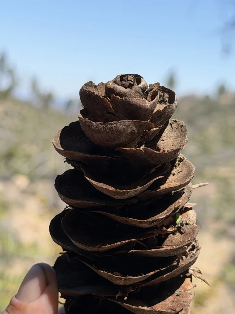 Pseudotsuga Macrocarpa