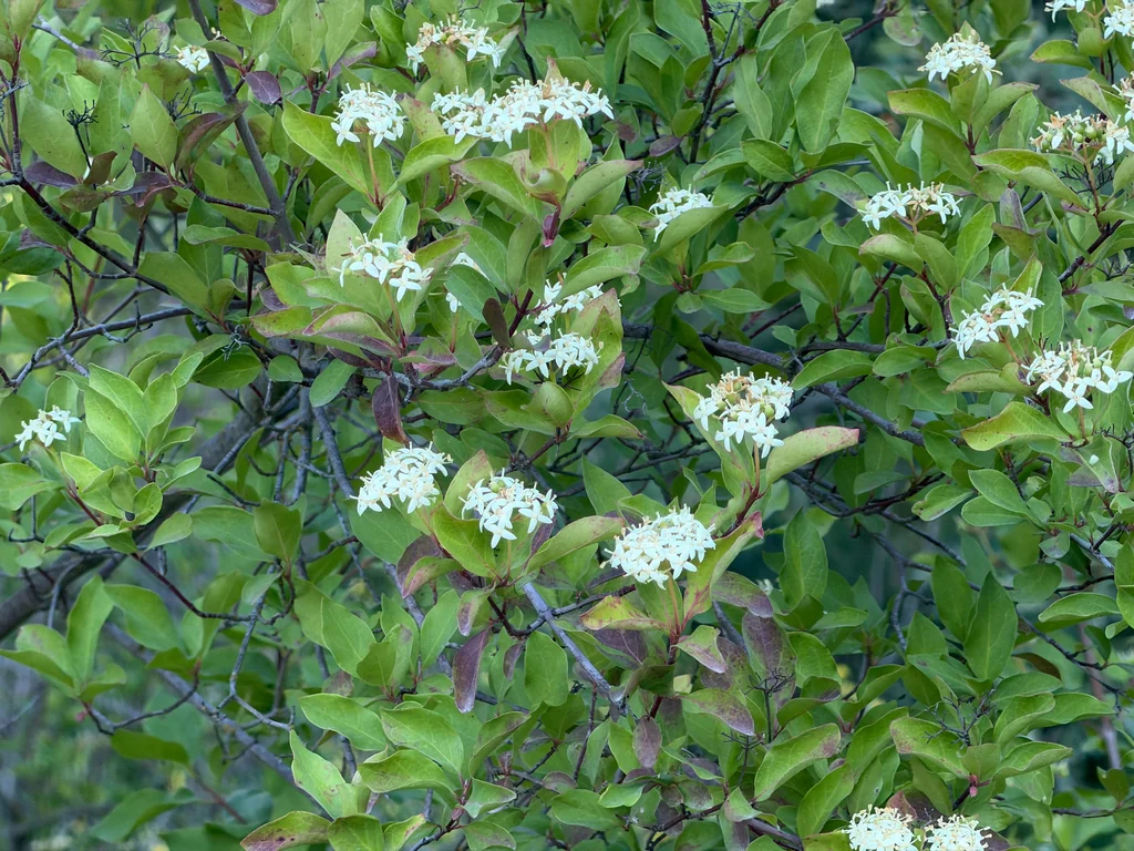 Cornus Glabrata