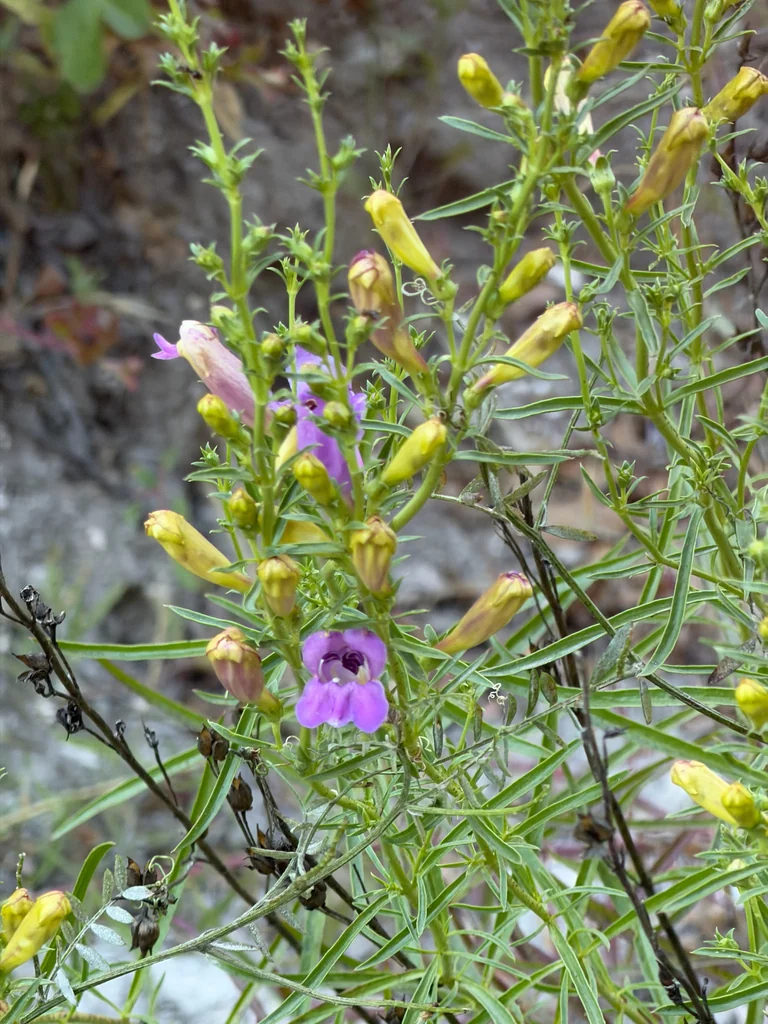 Penstemon Heterophyllus