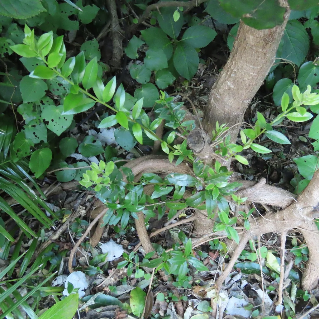 Metrosideros Excelsa