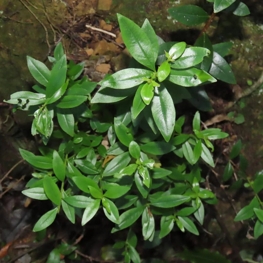 Metrosideros Excelsa