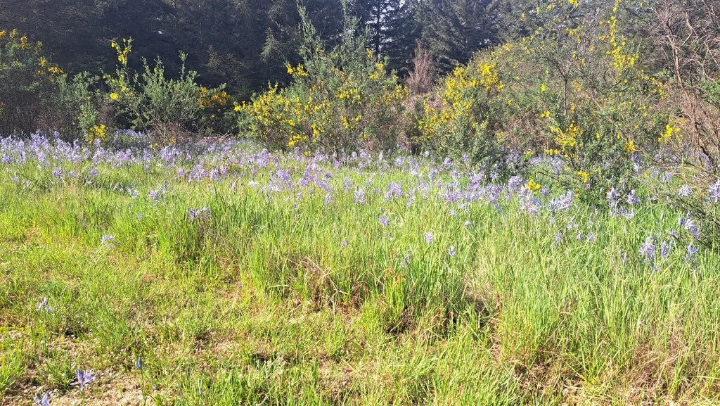 Camassia Quamash
