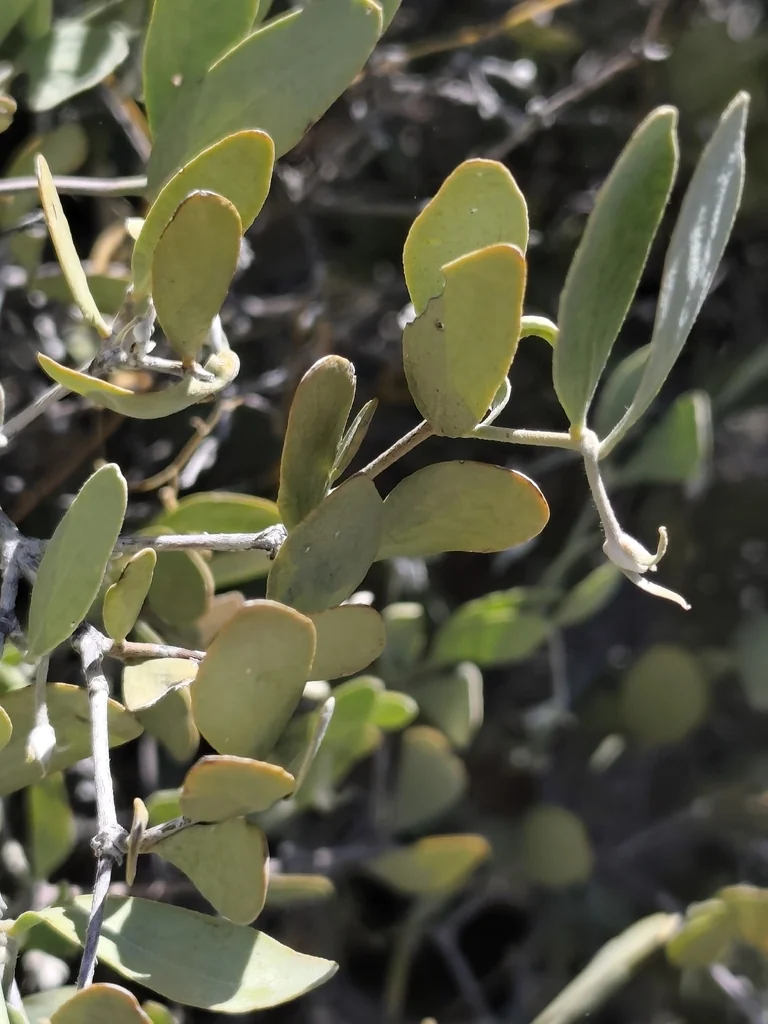 Simmondsia Chinensis