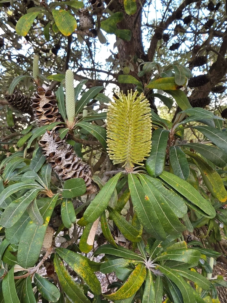 Banksia Integrifolia