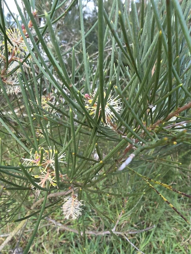 Hakea Suaveolens