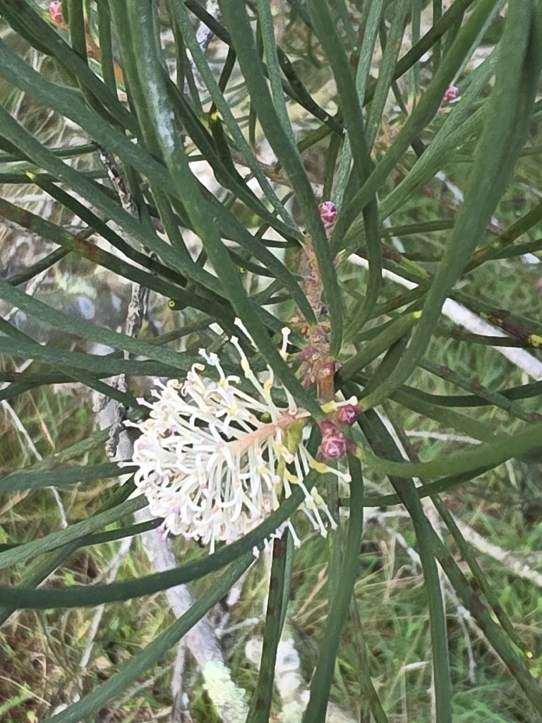 Hakea Suaveolens