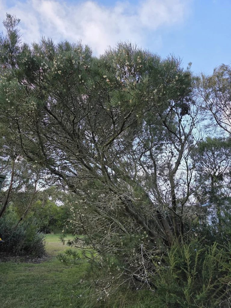 Hakea Suaveolens