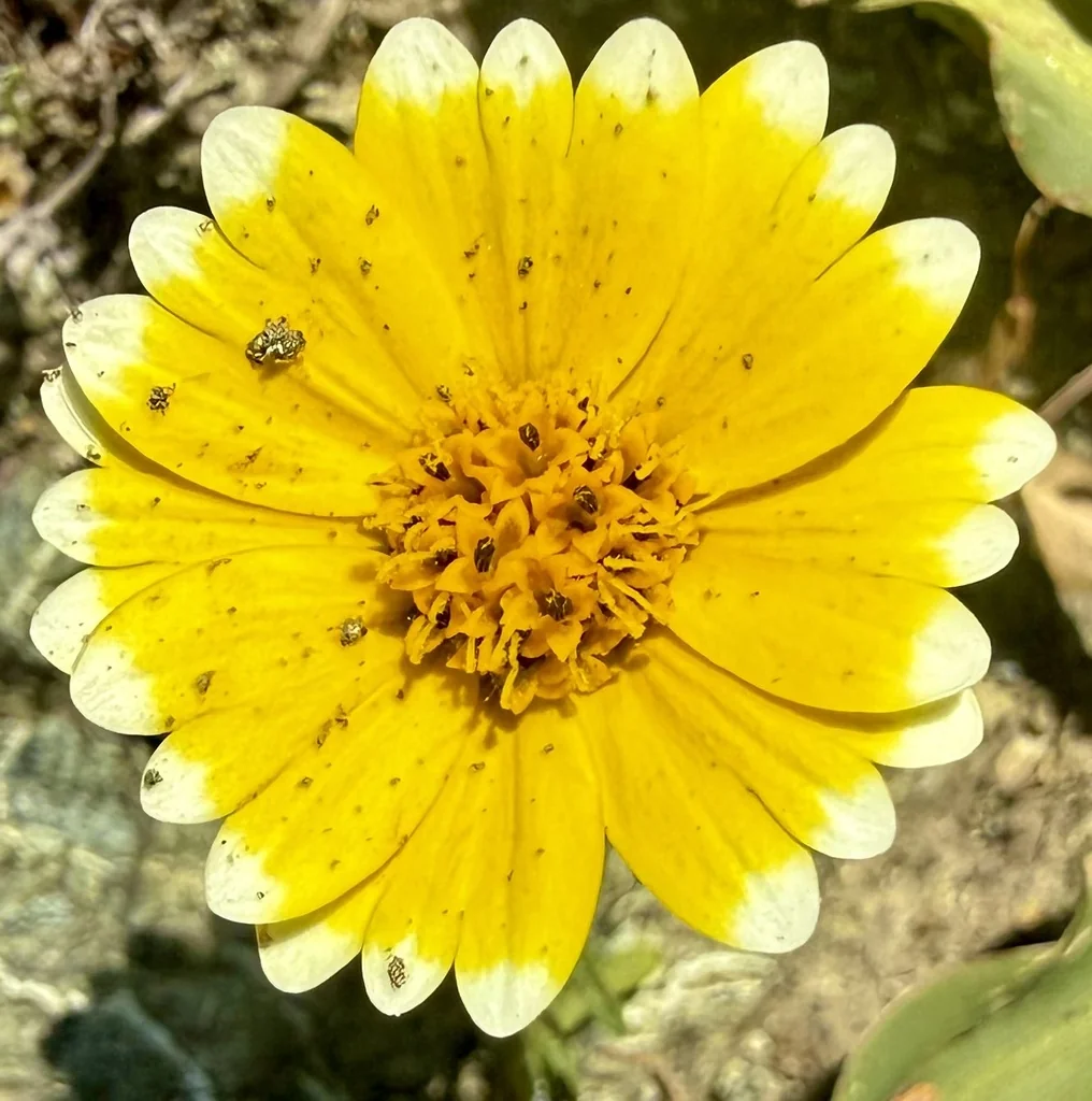 Layia Platyglossa