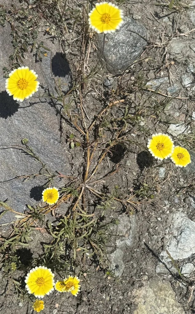 Layia Platyglossa
