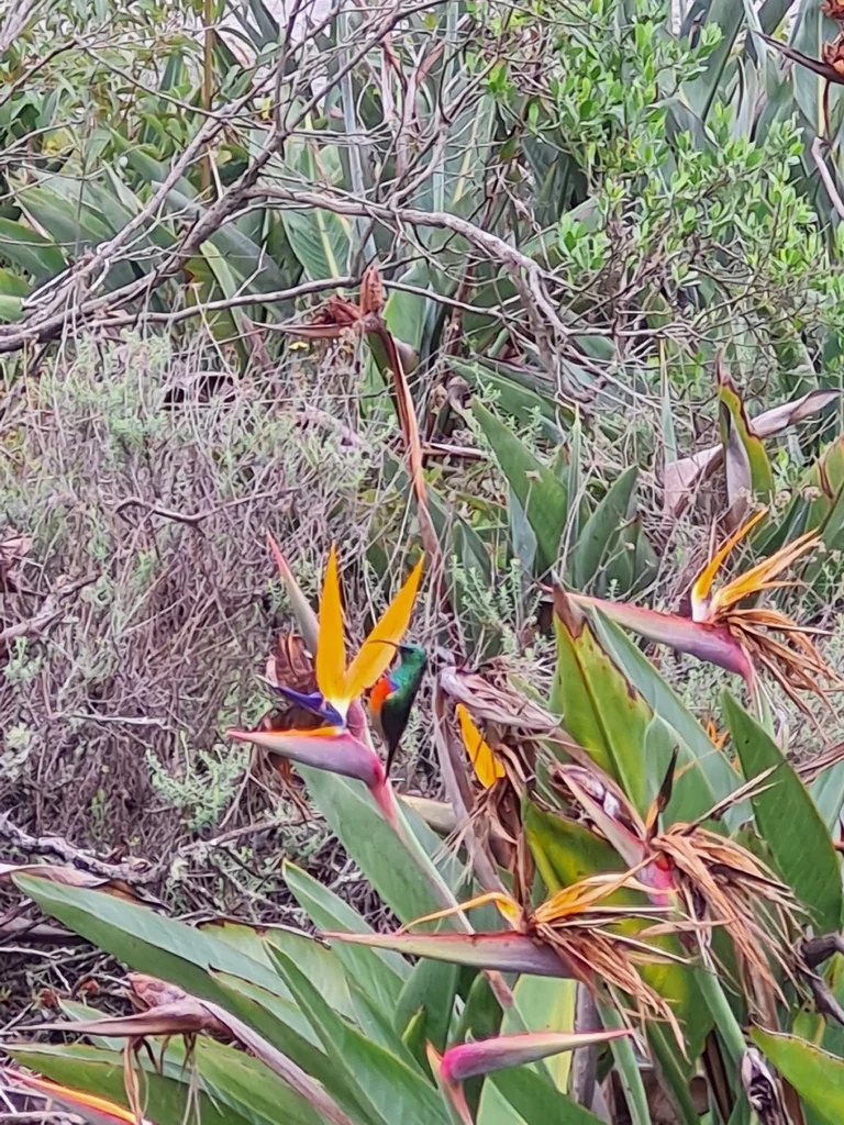 Strelitzia Reginae