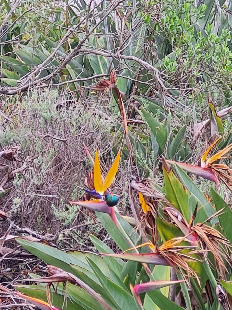 Strelitzia Reginae