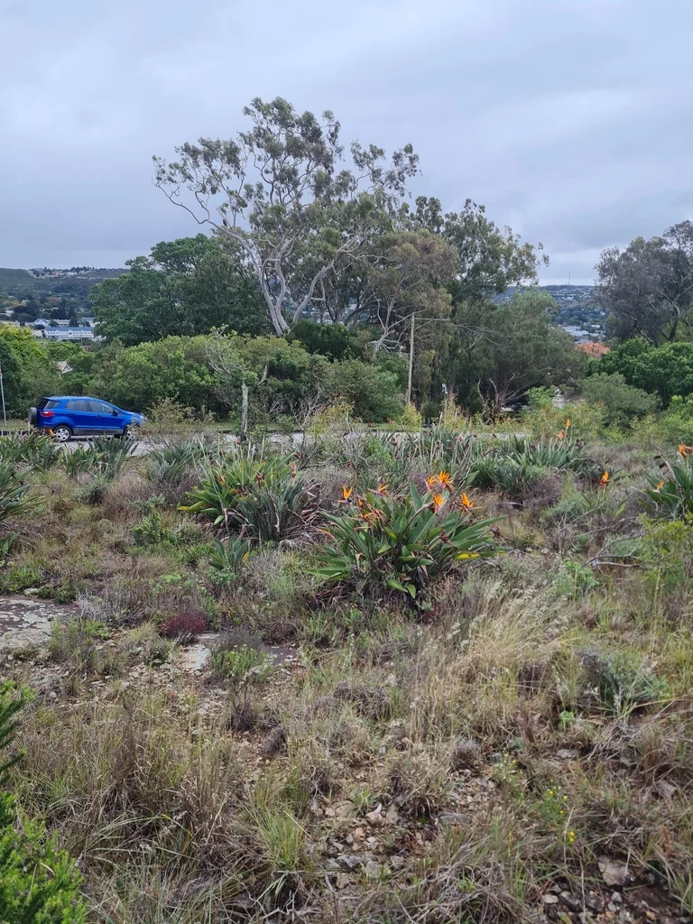 Strelitzia Reginae