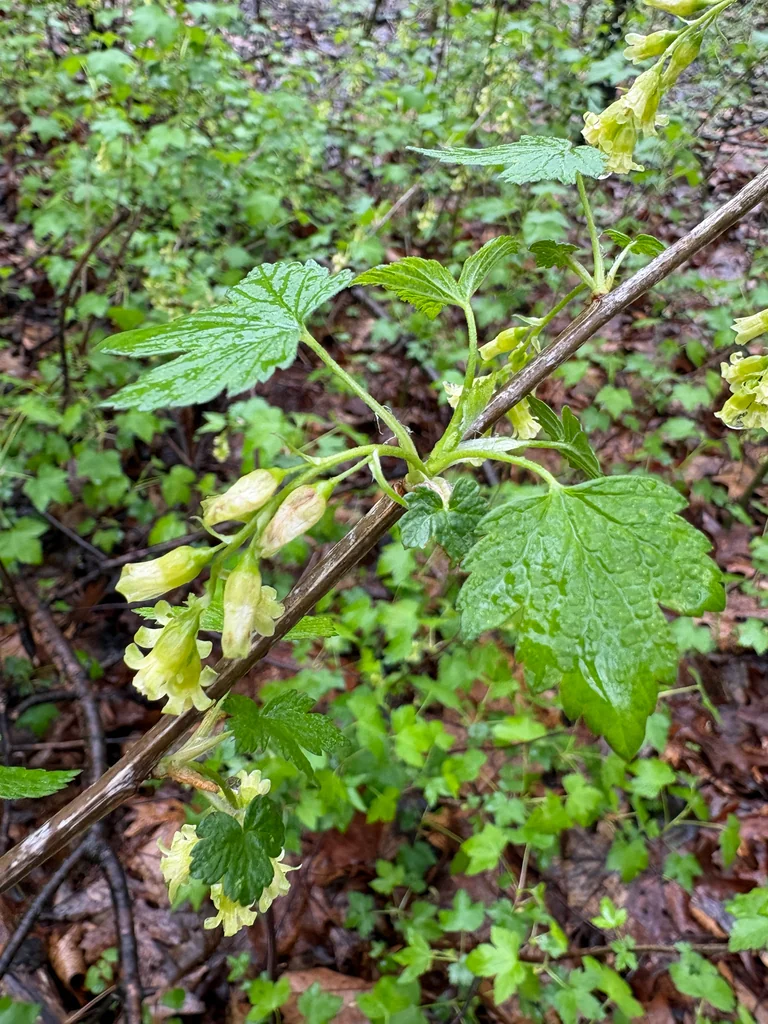Ribes Americanum