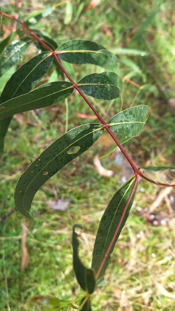 Eucalyptus Viminalis