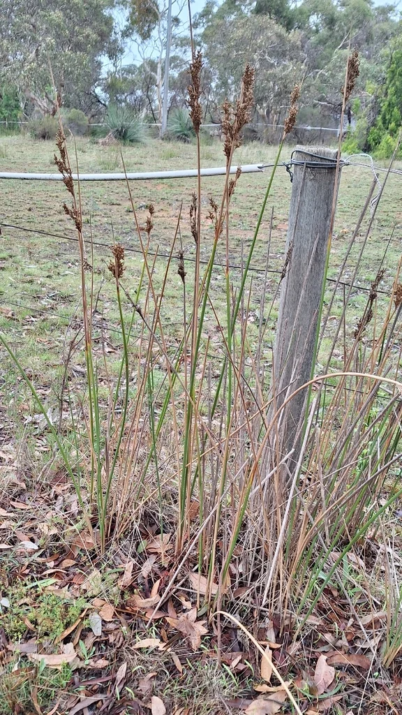 Juncus Pallidus