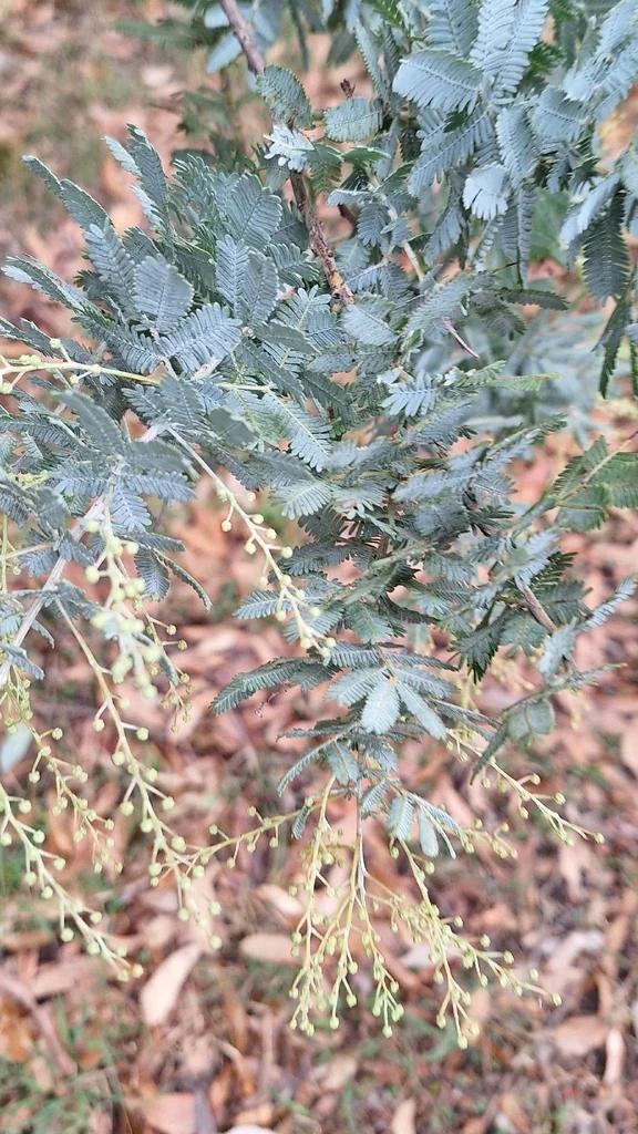 Acacia Baileyana