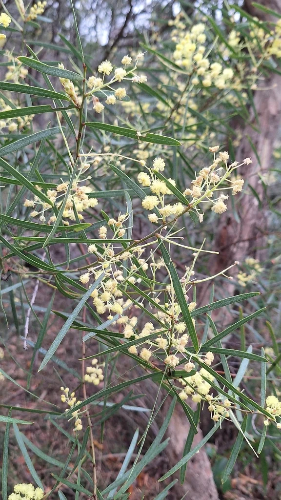 Acacia Iteaphylla