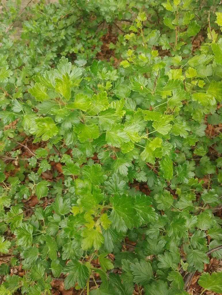 Ribes Uva-Crispa