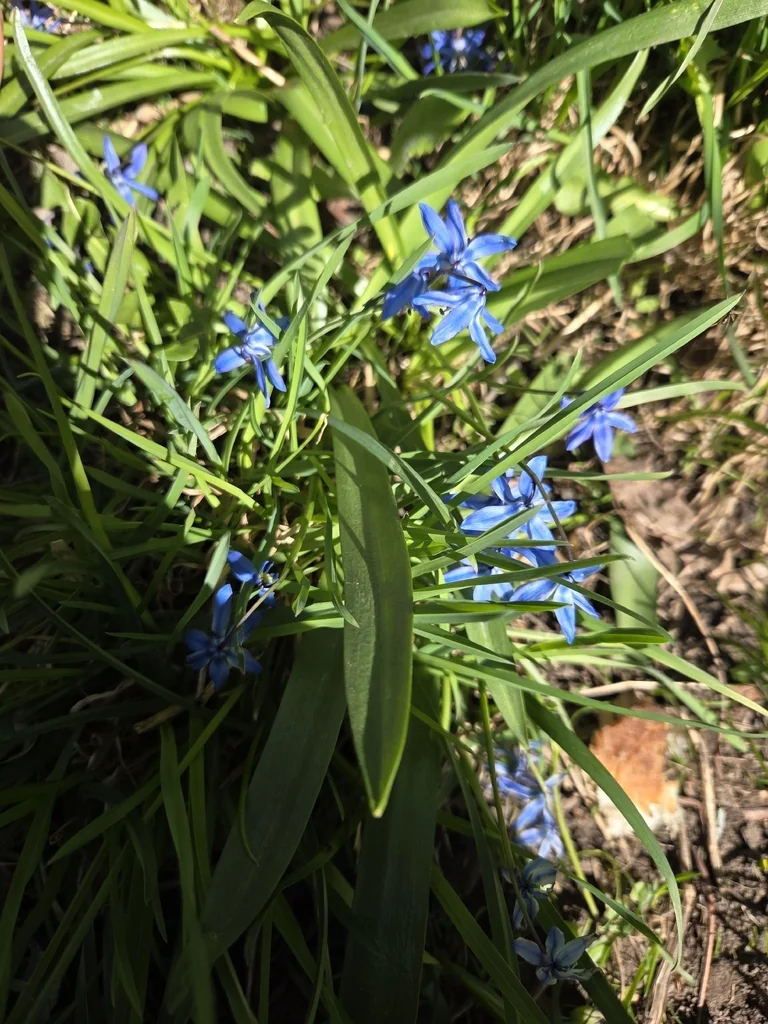 Scilla Siberica