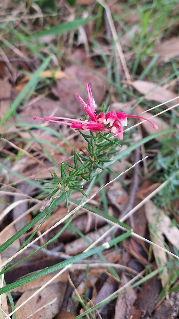 Grevillea Lavandulacea