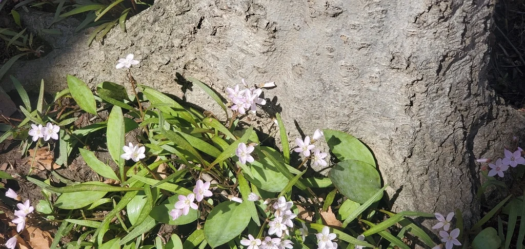 Claytonia Virginica