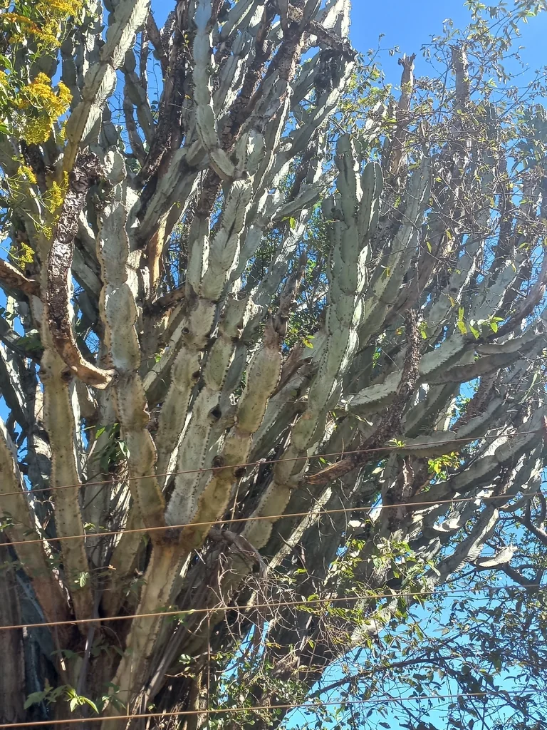 Euphorbia Ingens