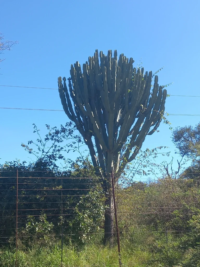 Euphorbia Ingens