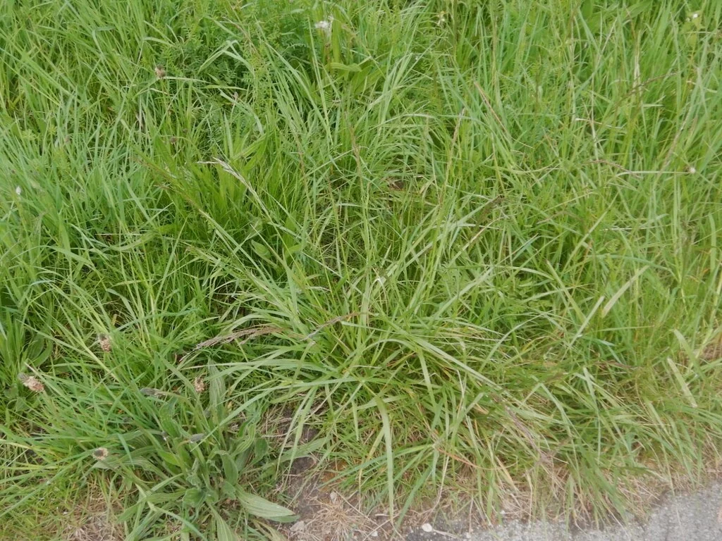 Festuca arundinacea