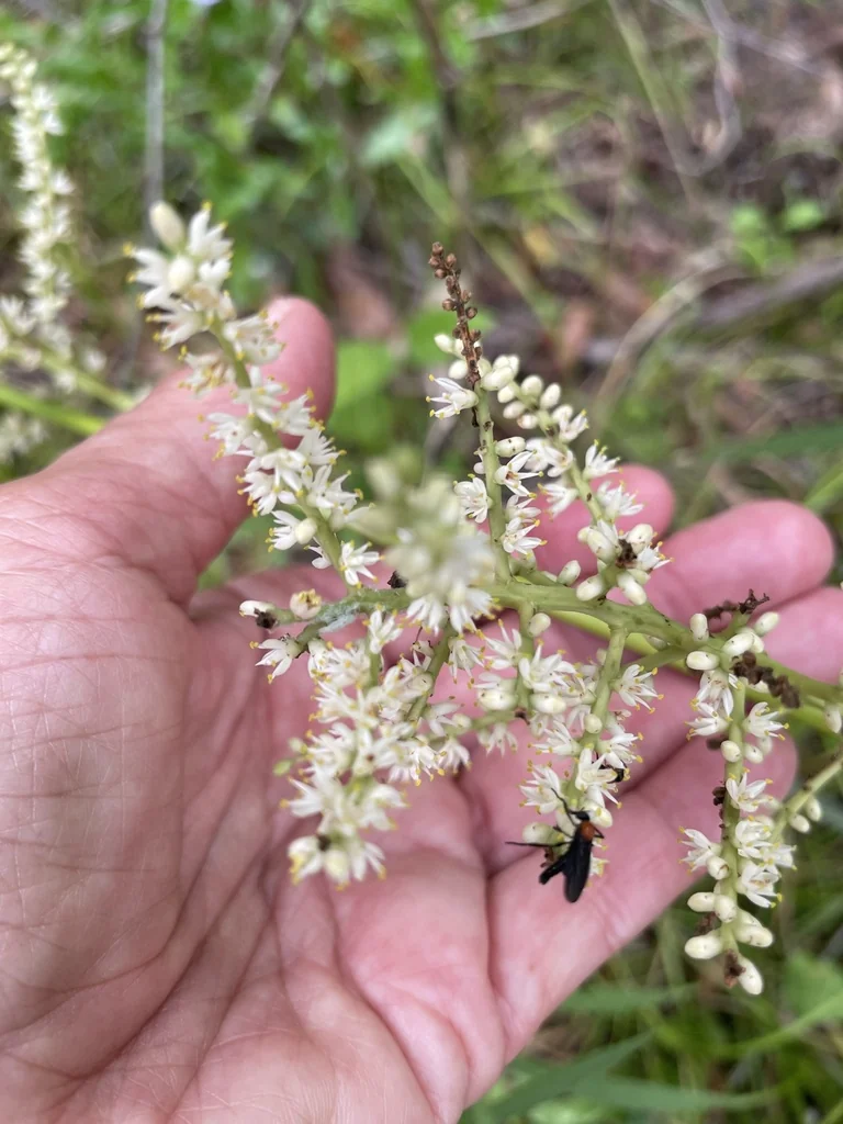 Sabal Minor