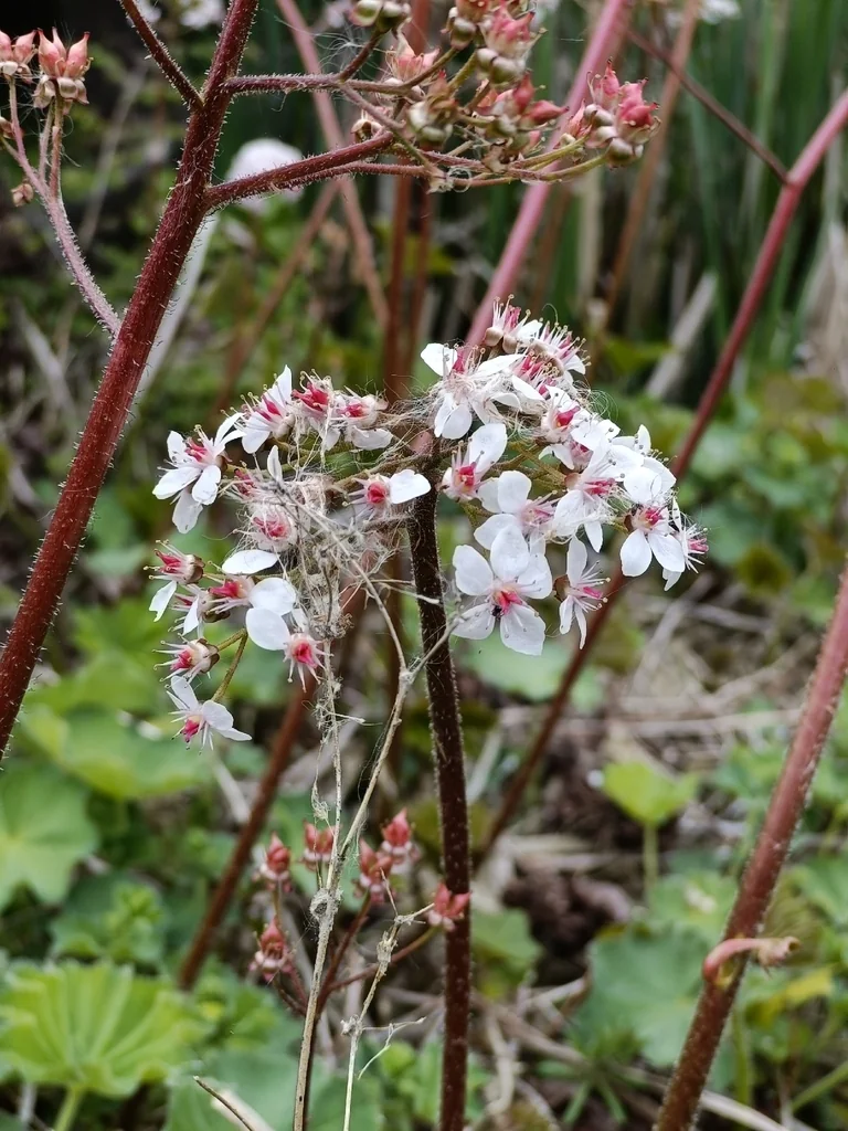 Darmera Peltata