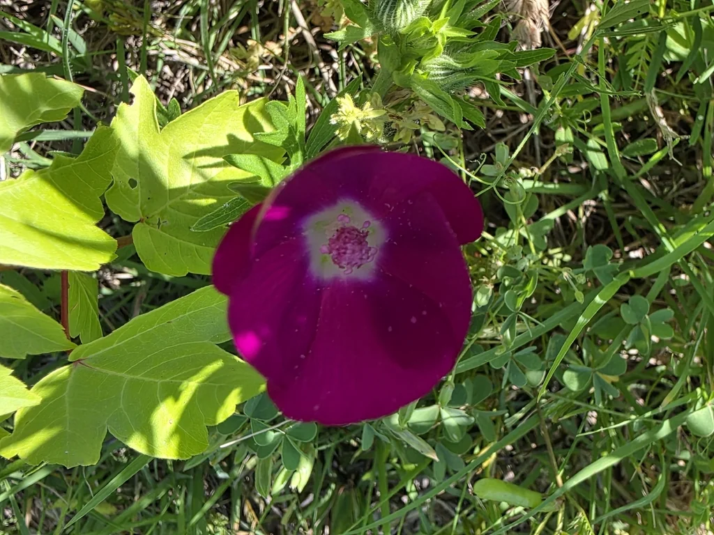 Callirhoe Involucrata