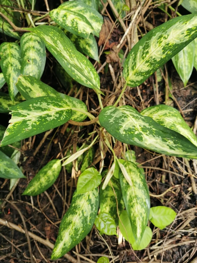 Aglaonema commutatum