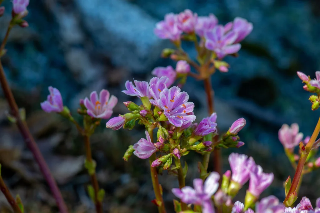 Lewisia Cotyledon