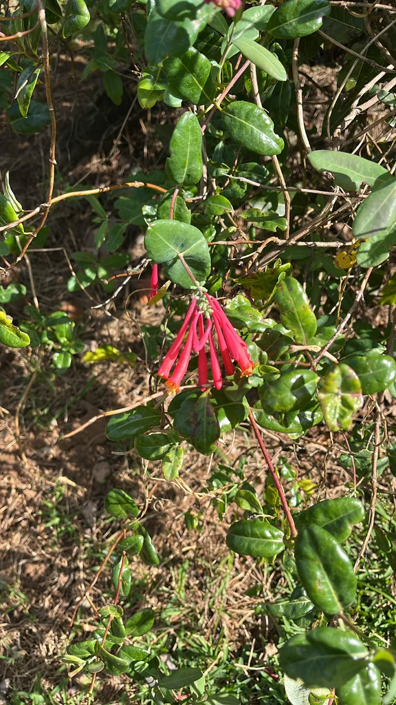 Lonicera Sempervirens