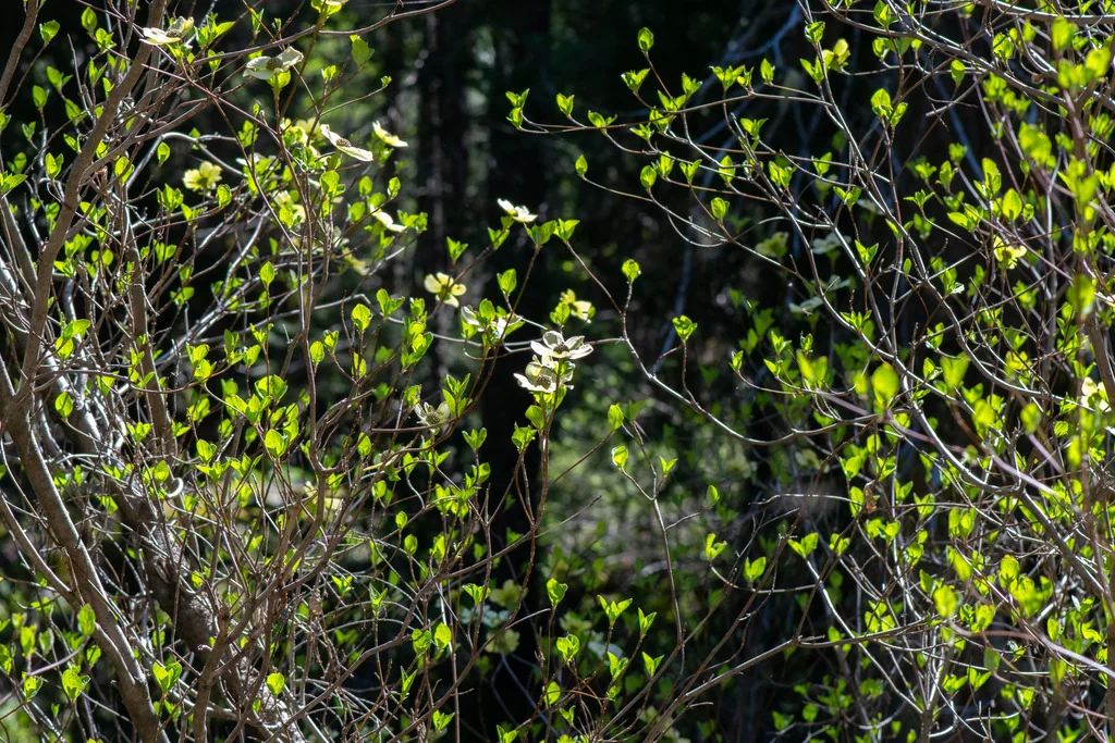 Cornus Nuttallii