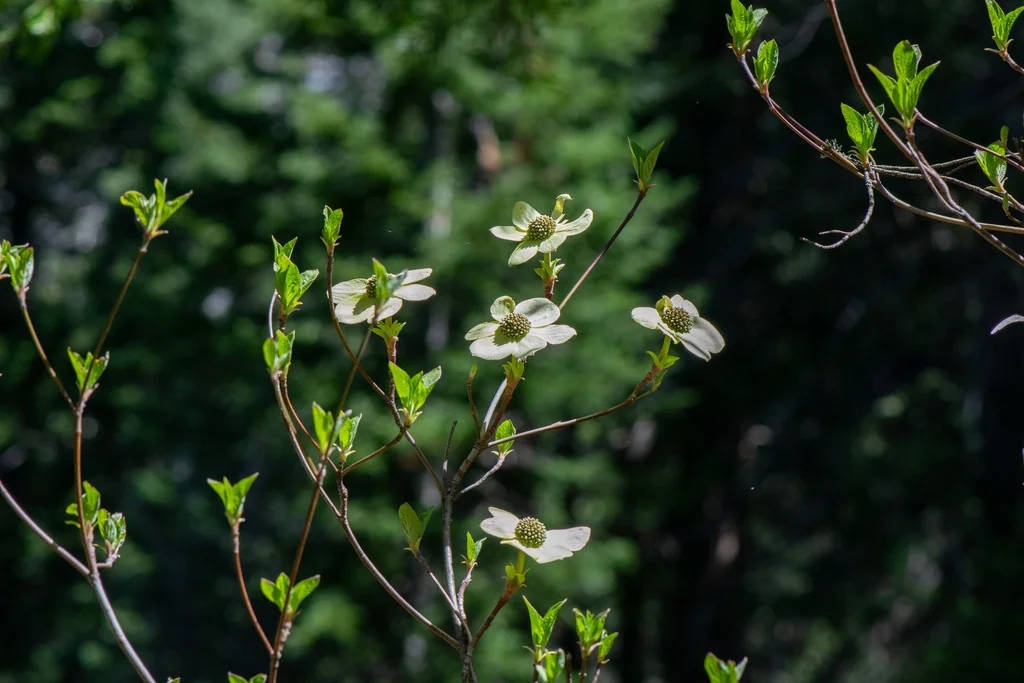 Cornus Nuttallii