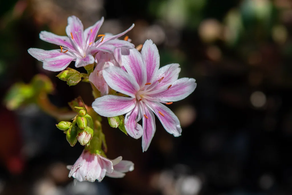 Lewisia Cotyledon