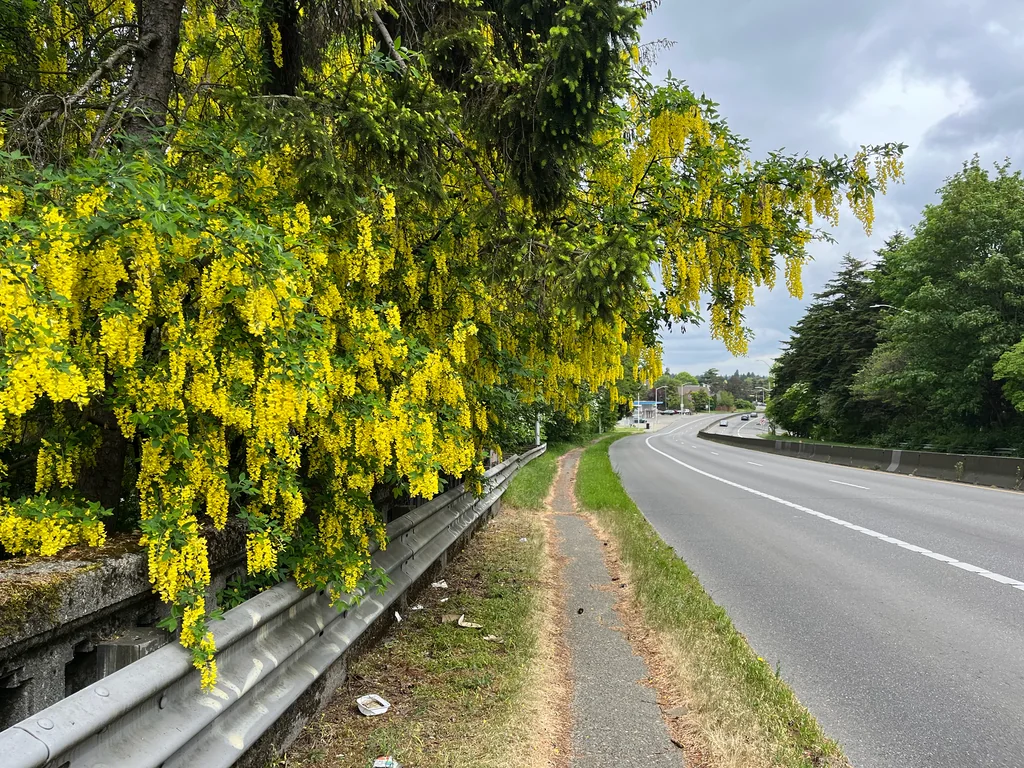 Laburnum Anagyroides