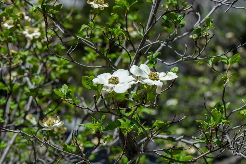 Cornus Nuttallii