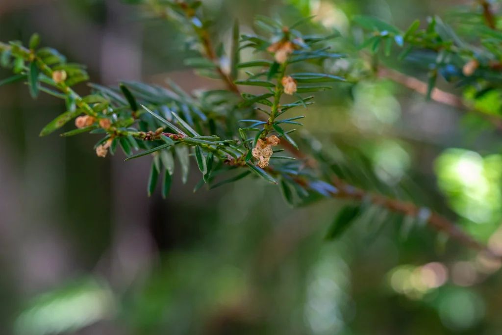 Taxus Brevifolia