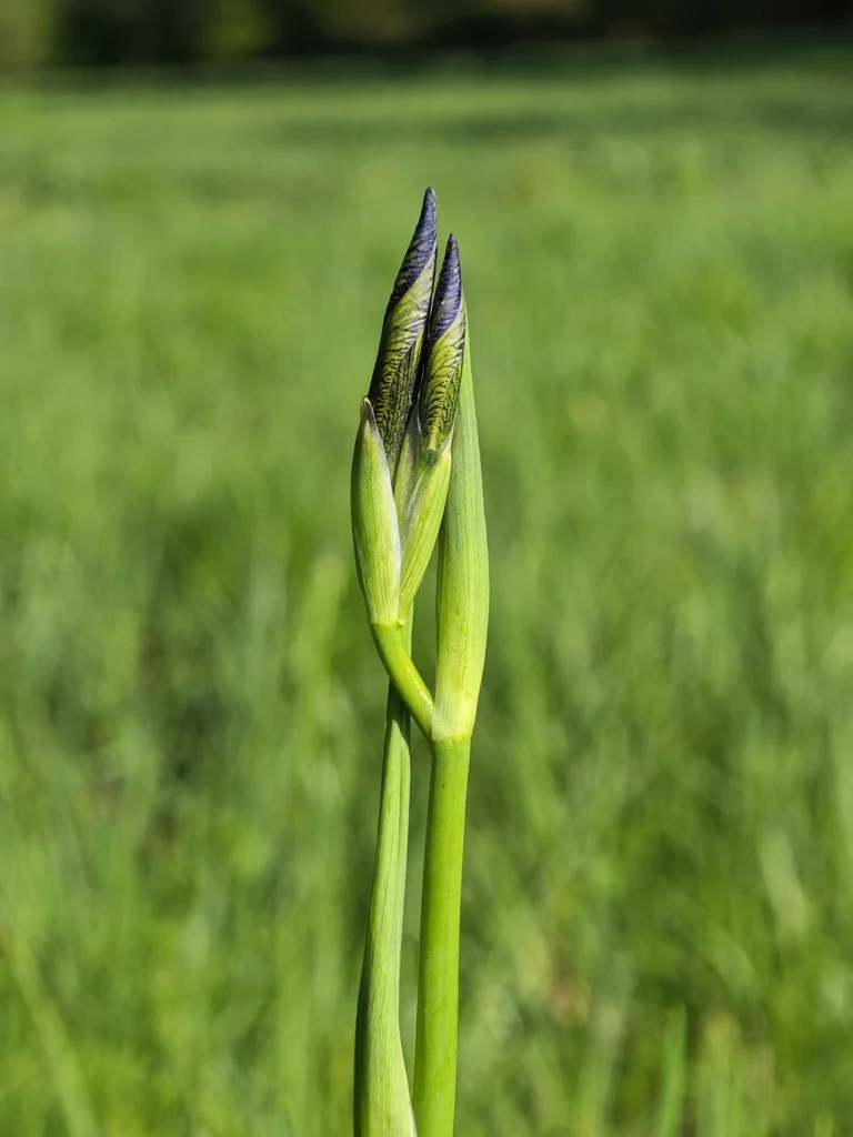 Iris Sibirica
