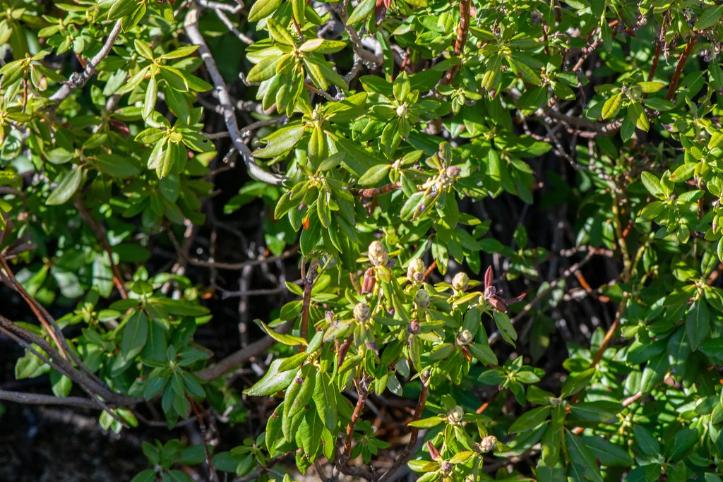 Rhododendron Columbianum