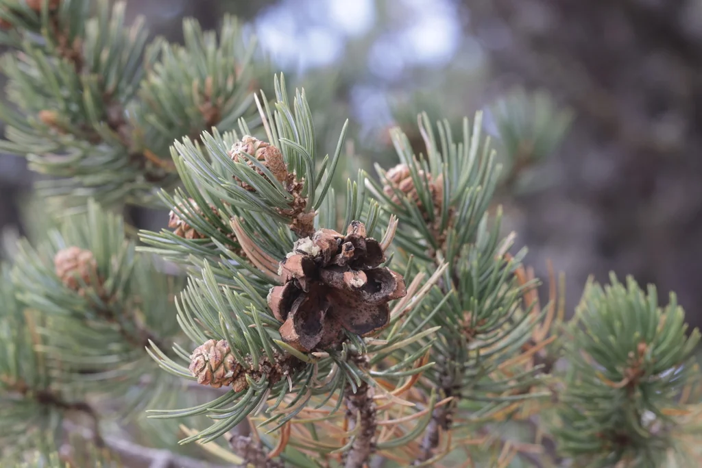 Pinus Edulis