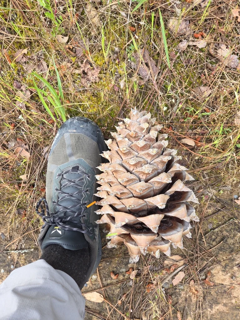 Pinus Coulteri