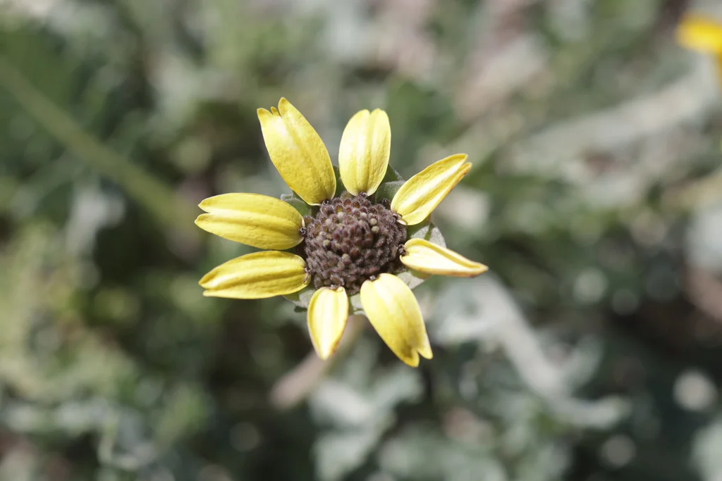 Berlandiera Lyrata