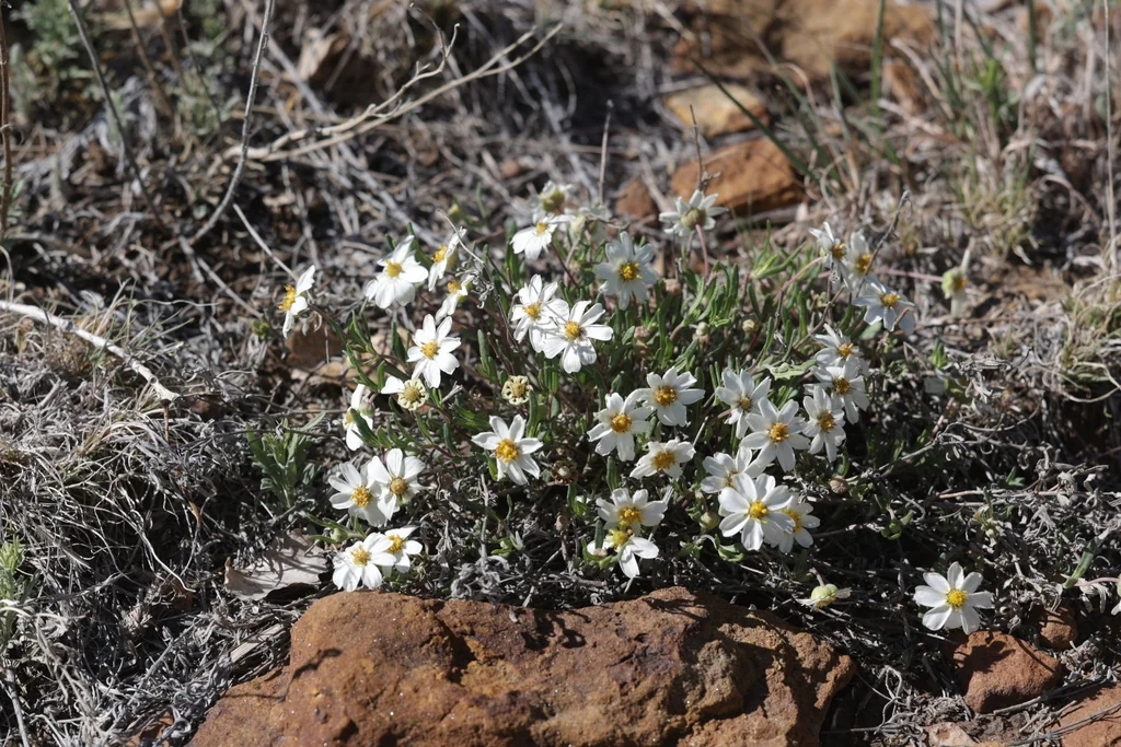 Melampodium Leucanthum