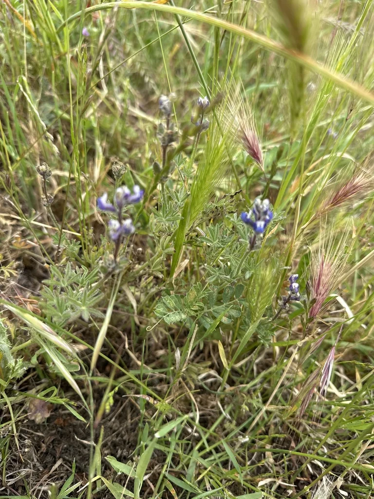 Lupinus Bicolor
