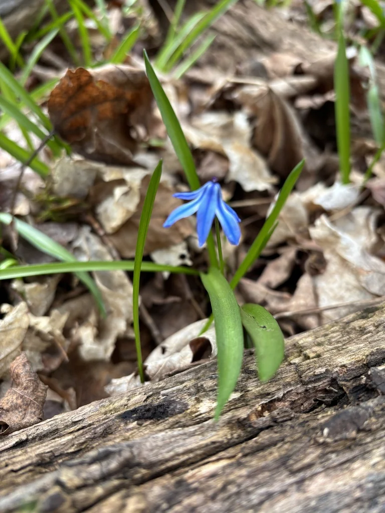Scilla Siberica