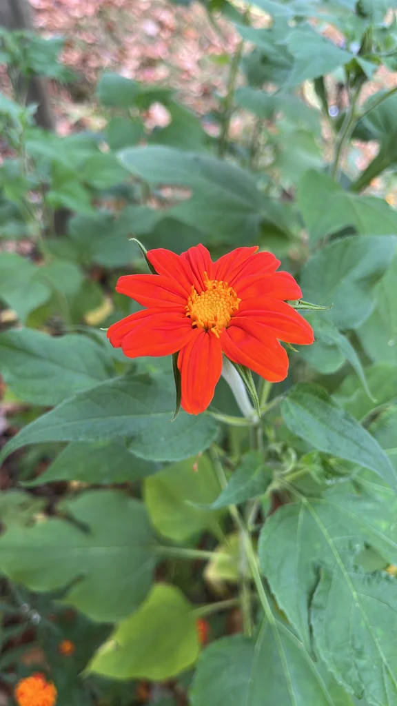 Tithonia Rotundifolia